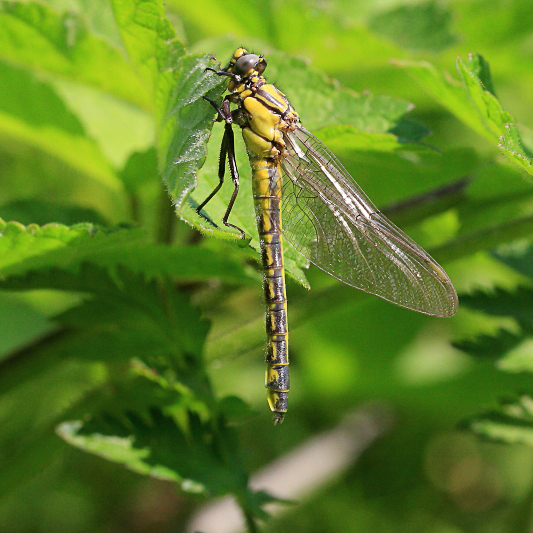 Gomphus vulgatissimus (Common Clubtail) female 2.JPG